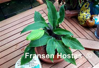 Hosta Lipstick Sister